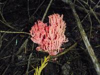 Ramaria araiospora image