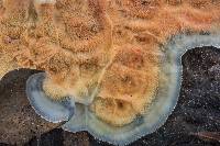 Merulius tremellosus image
