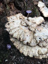 Cortinarius iodes image