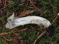 Helvella crispa image