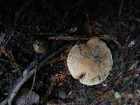 Suillus caerulescens image