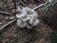 Hygrophorus pustulatus image