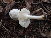 Hygrophorus agathosmus image