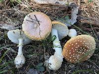 Amanita persicina image