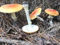 Amanita persicina image