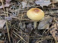 Amanita amerifulva image