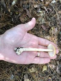 Amanita amerifulva image