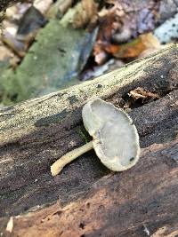 Helvella macropus image