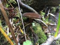 Lactarius lignyotus image