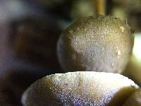 Simocybe centunculus var. centunculus image