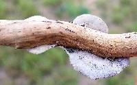 Trametes villosa image