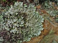 Parmelinopsis minarum image
