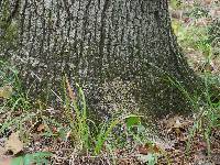 Placidium arboreum image