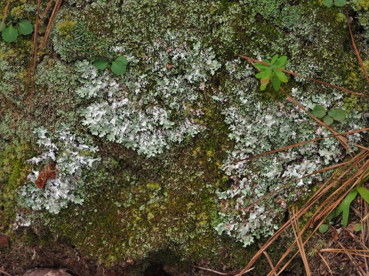 Parmotrema subisidiosum image