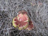 Boletus harrisonii image