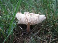 Rugosomyces carneus image