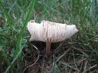 Rugosomyces carneus image