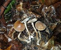 Agrocybe firma image