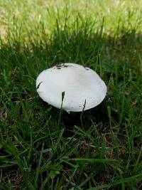 Agaricus andrewii image