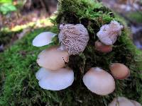 Crepidotus applanatus image