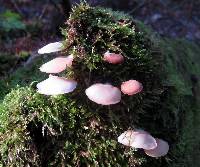 Crepidotus applanatus image