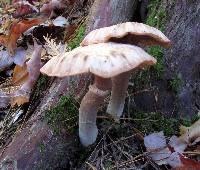 Armillaria solidipes image