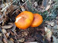 Omphalotus subilludens image