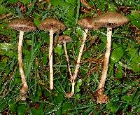 Psilocybe merdaria image