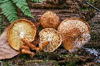 Leucopholiota decorosa image