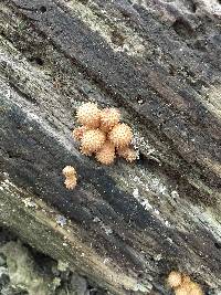 Pholiota squarrosoides image