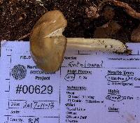 Entoloma griseum image