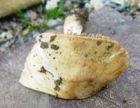 Russula fellea image