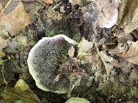 Cerrena unicolor image