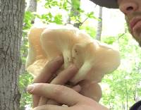 Pleurotus pulmonarius image