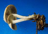 Clitocybe vibecina image