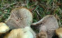 Lactarius paradoxus image