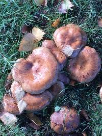 Paxillus cuprinus image