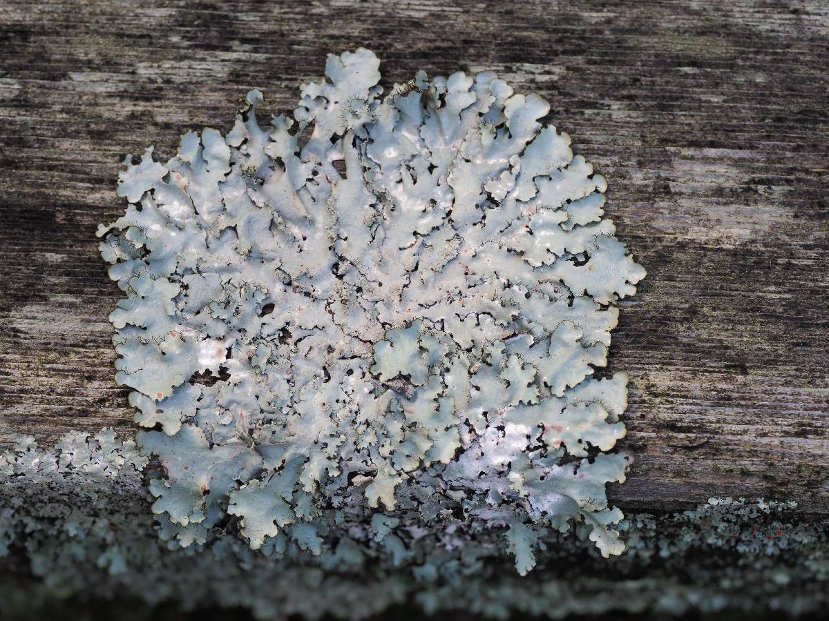 Parmotrema subisidiosum image