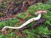 Rhodocollybia oregonensis image