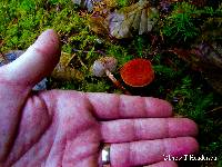 Cystodermella cinnabarina image