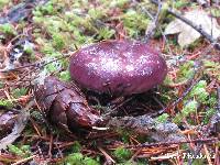 Russula occidentalis image