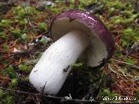 Russula occidentalis image