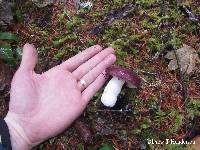 Russula occidentalis image