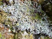 Cladonia coniocraea image