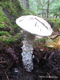 Amanita smithiana image