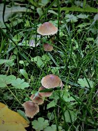 Mycena olivaceomarginata image