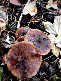 Armillaria nabsnona image