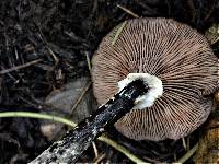 Armillaria nabsnona image