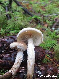 Pholiota lenta image