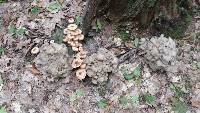 Grifola frondosa image